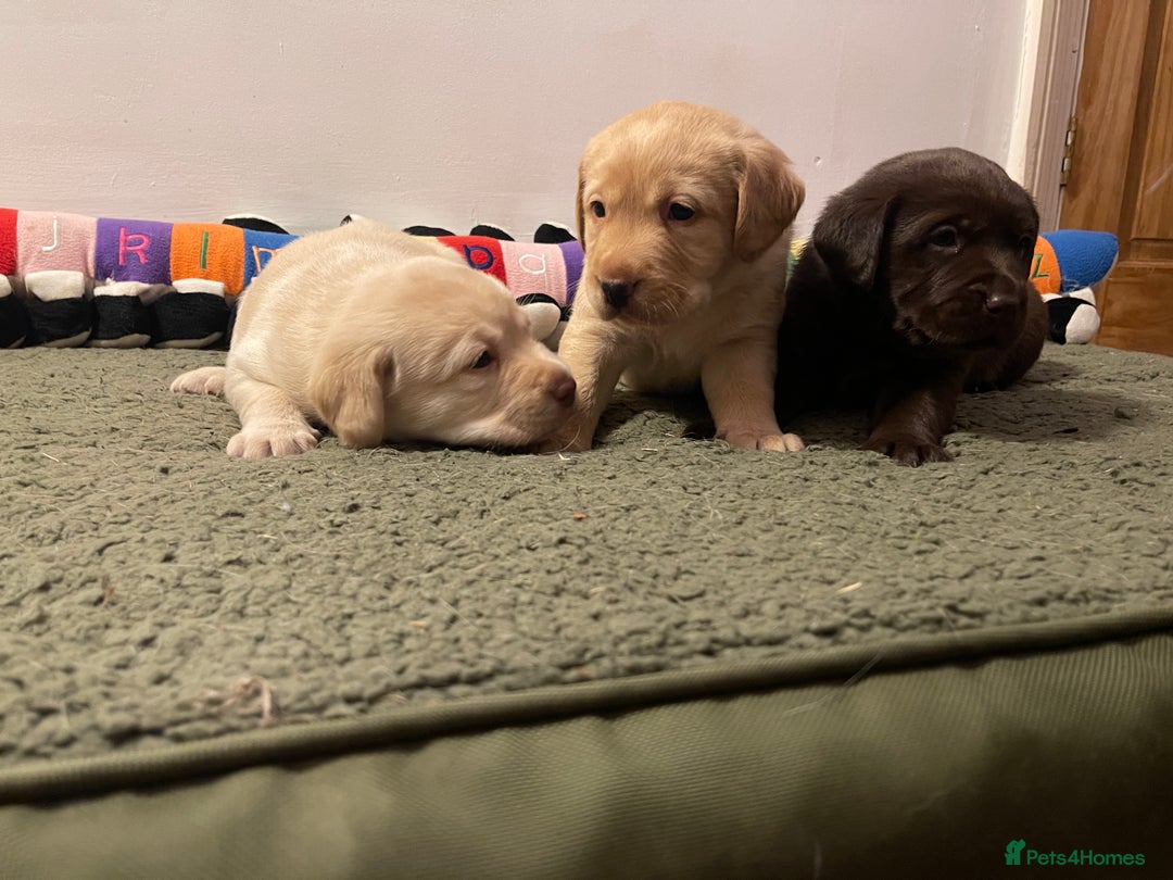 Labrador Retriever dogs for sale: Chunky Labrador Puppies (3 Girls & 2 Boys) - Advert 7