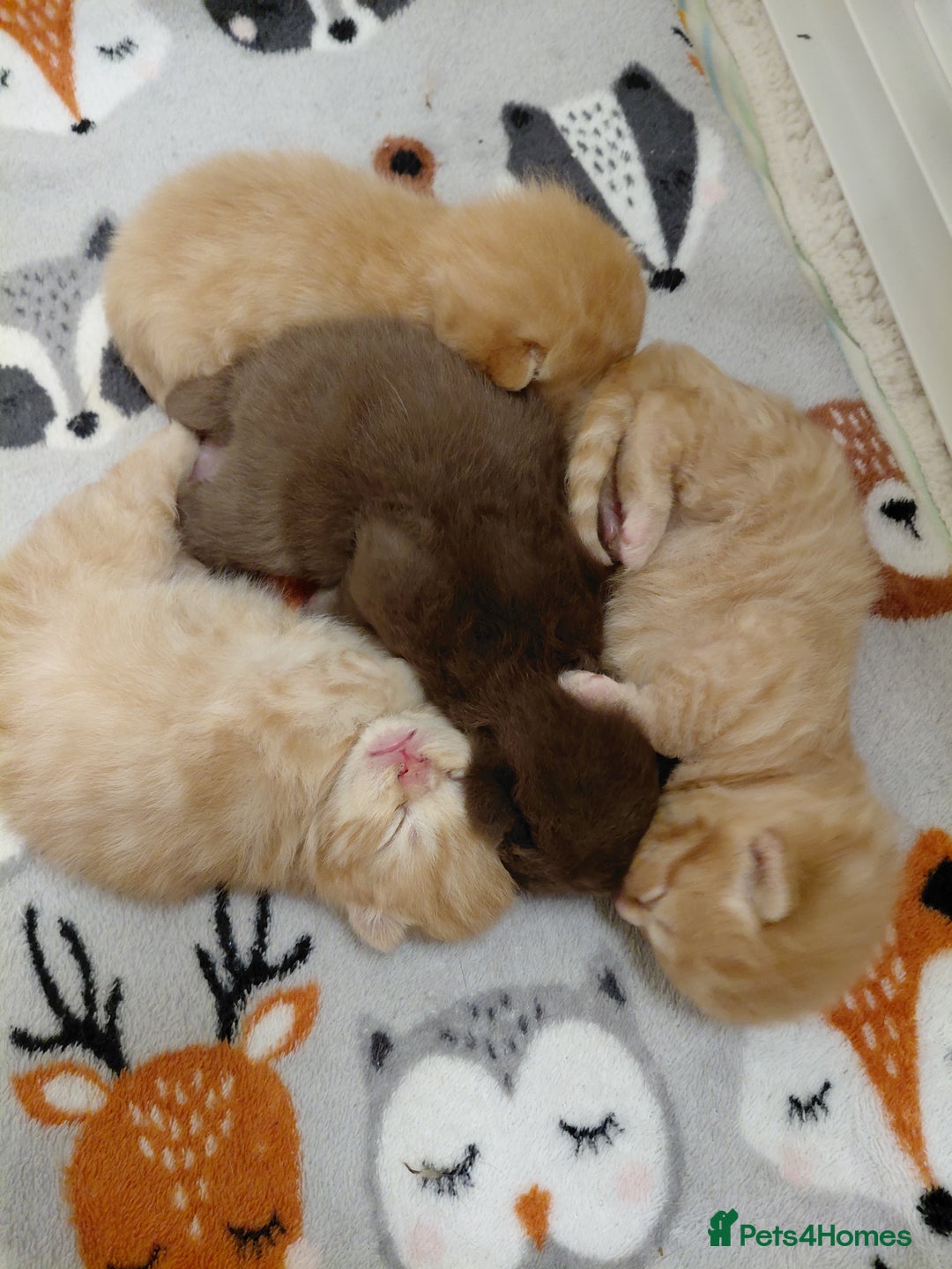 British Shorthair cats for sale: British shorthair kittens  - Advert 8