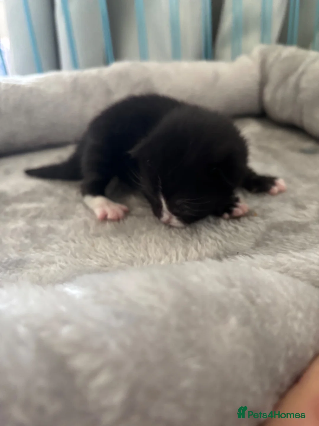 Mixed Breed cats for sale: Last remaining black and white kitten! - Advert 10