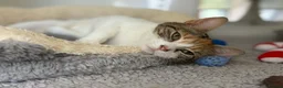Domestic Shorthair cats for adoption: April  - Advert 1