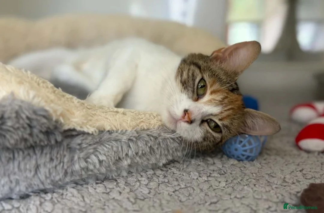 Domestic Shorthair cats for adoption: April  - Advert 1