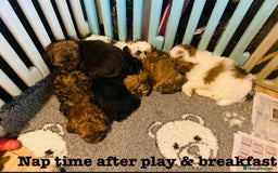 Mixed Breed dogs for sale: 🌟BUNDLES OF JOY 🐶 SUPER CUTE MALSHIPOO PUPS - Image 10
