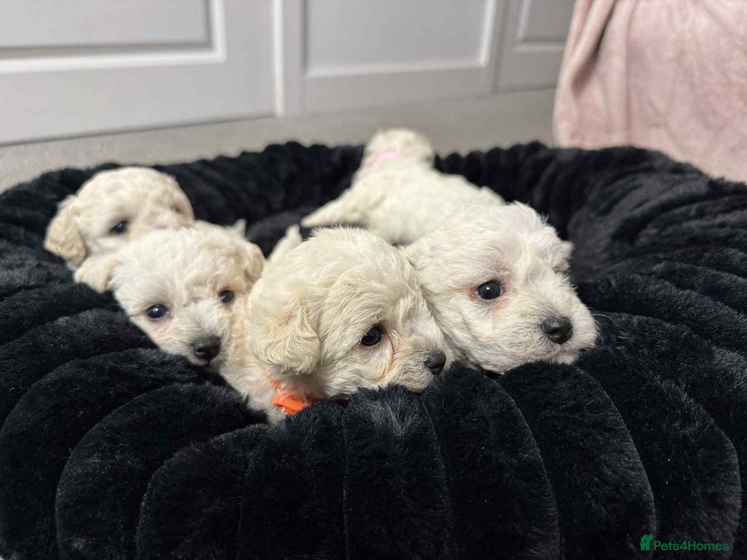 Bichon Frise dogs for sale: Adorable Bichon Frisée Puppies for sale  - Image 9