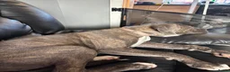 Cane Corso dogs for sale: Lucy The Cane corso - Advert 6