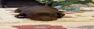 Dachshund 1
