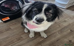 Caucasian Shepherd Dog dogs for sale: Caucasian Shepherd  - Image 1