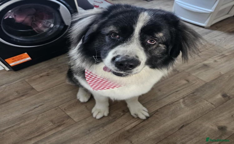 Caucasian Shepherd Dog dogs - Advert 1