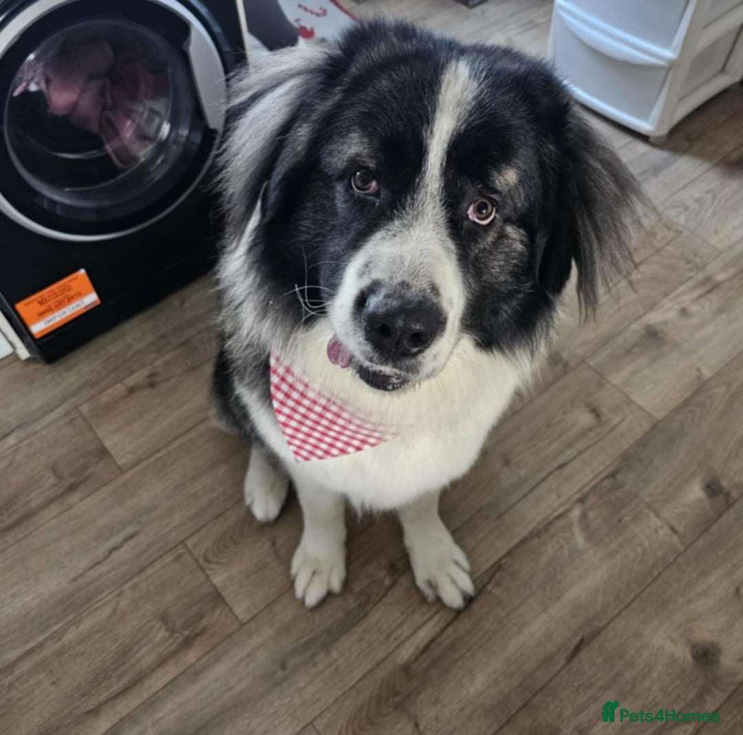 Caucasian Shepherd Dog dogs for sale: Caucasian Shepherd  - Image 1