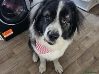 Caucasian Shepherd Dog dogs - Advert 1