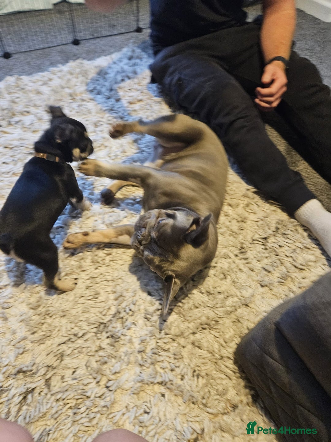 French Bulldog dogs for sale: Beautiful female frenchie - Advert 4
