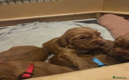 Cocker Spaniel dogs for sale: Beautiful cocker spaniel pups  - Image 8