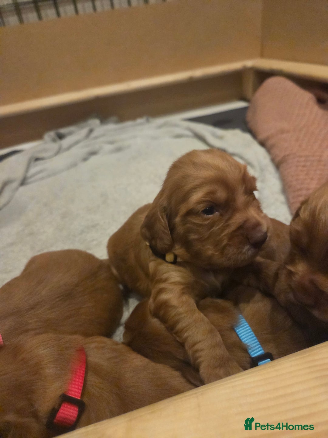 Cocker Spaniel dogs for sale: Beautiful cocker spaniel pups  - Image 8
