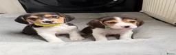 Beagle dogs for sale: Beagle puppies 🐶🐾 - Advert 6