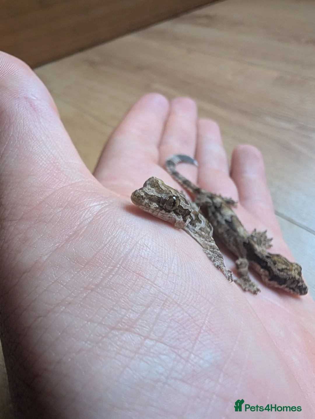 Gecko reptiles for sale: Captive-Bred Kuhl's Flying Gecko Babies - Advert 3