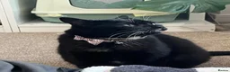 American Shorthair cats for sale: A Very Special Toothless Cat  - Advert 2