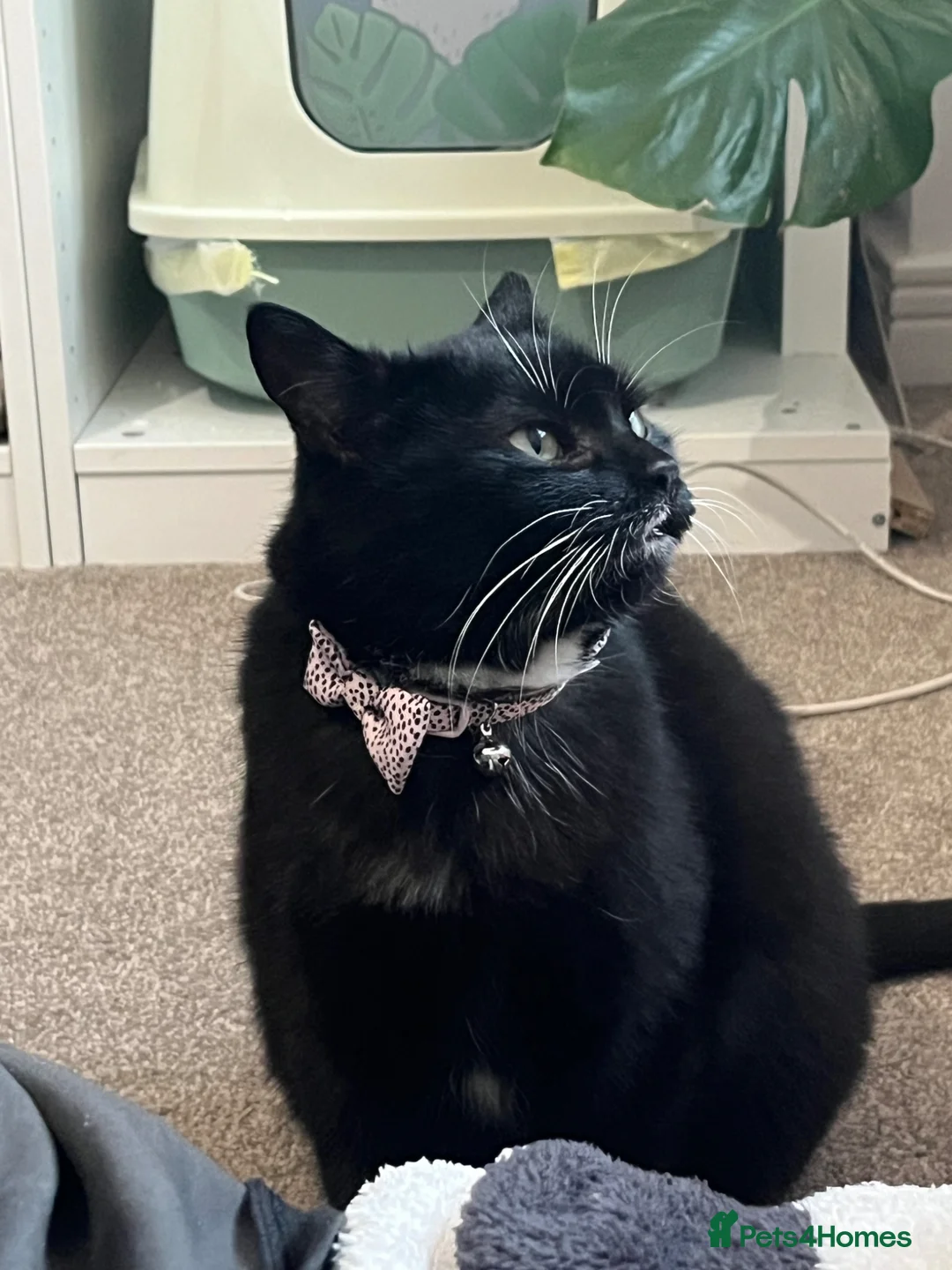 American Shorthair cats for sale: A Very Special Toothless Cat  - Advert 2