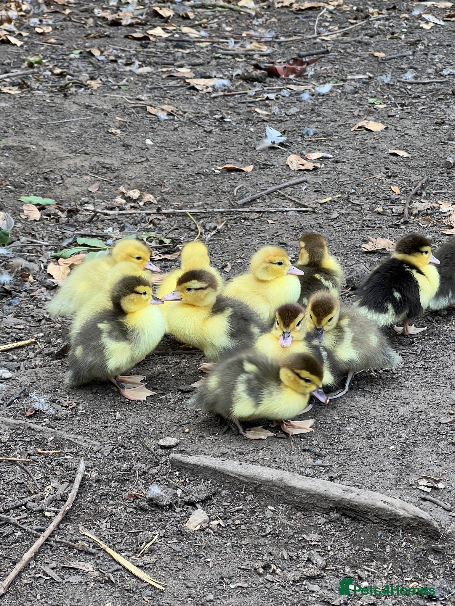 Ducks poultry Muscovy ducklings  - Advert 1