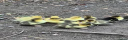 Ducks poultry for sale: Muscovy ducklings  in Guisborough - Advert 1