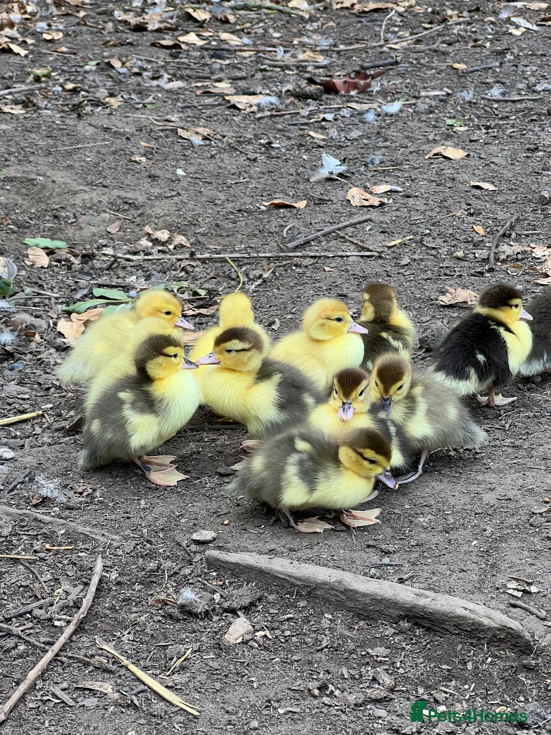 Ducks poultry for sale: Muscovy ducklings  in Guisborough - Advert 1
