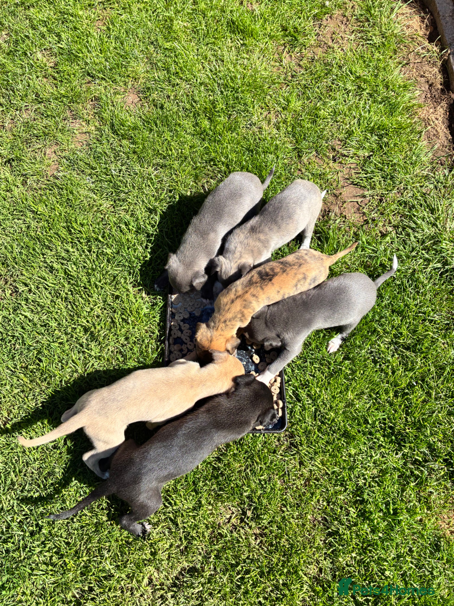 Whippet dogs 6th Generation Pedigree Whippets - Advert 10