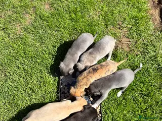 Whippet dogs 6th Generation Pedigree Whippets - Advert 5