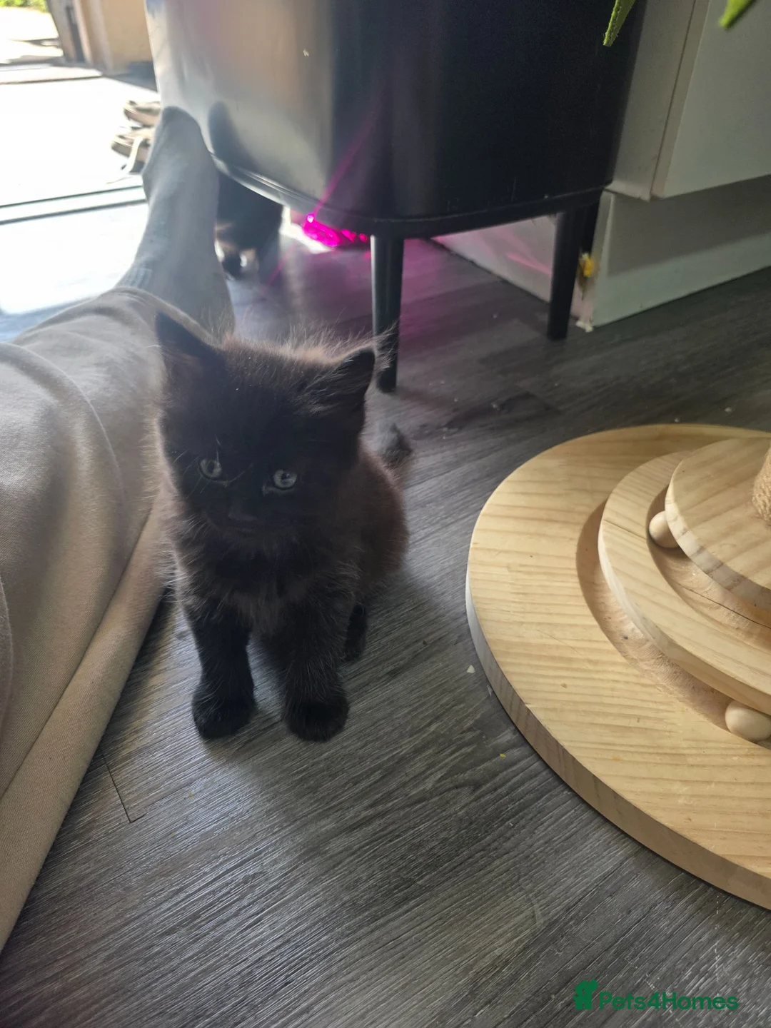 British Longhair cats for sale: Kittens for sale Mother is a British grey  - Advert 1