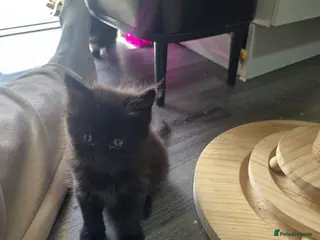 British Longhair cats Kittens ready 4 rehome Mother is a British grey - Advert 4