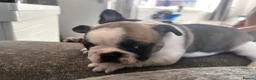 French Bulldog dogs for sale: French bulldog pups  - Advert 2