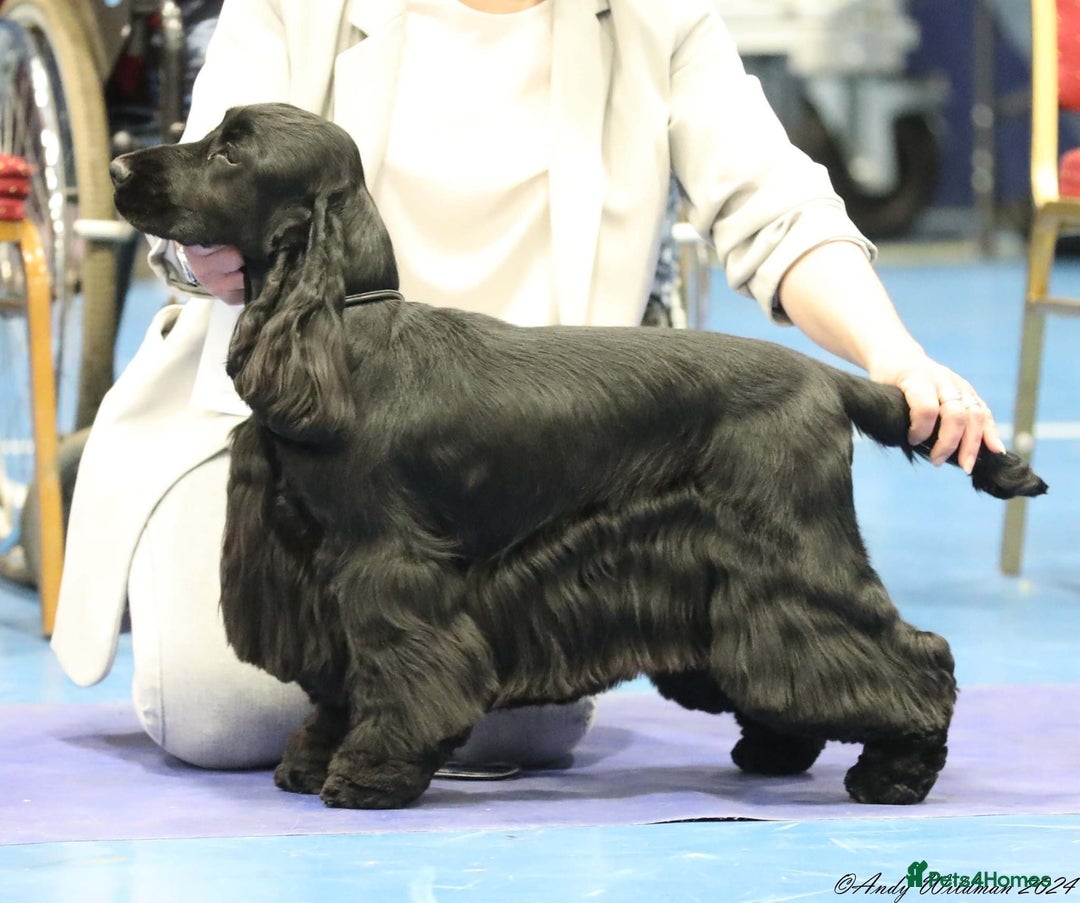 Cocker Spaniel dogs for sale: KC Registered Show Cocker Spaniels - Image 10