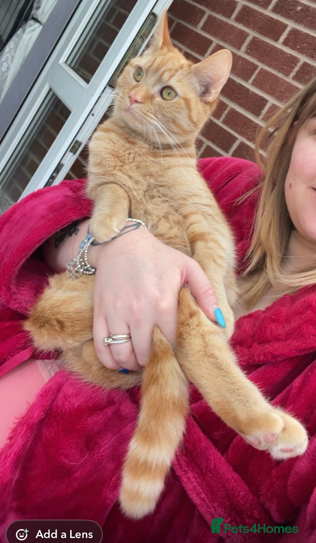 Mixed Breed cats for sale: Female ginger cat - Image 1