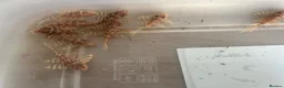 Plecos fish for sale: L333 Albino pleco - Advert 4