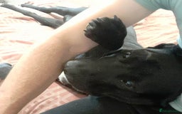 Mixed Breed dogs for adoption: Meet SHEAMUS - a handsome boy for a confident Home - Image 26