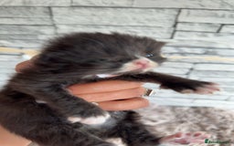 Persian cats for sale: Persian x - Image 14