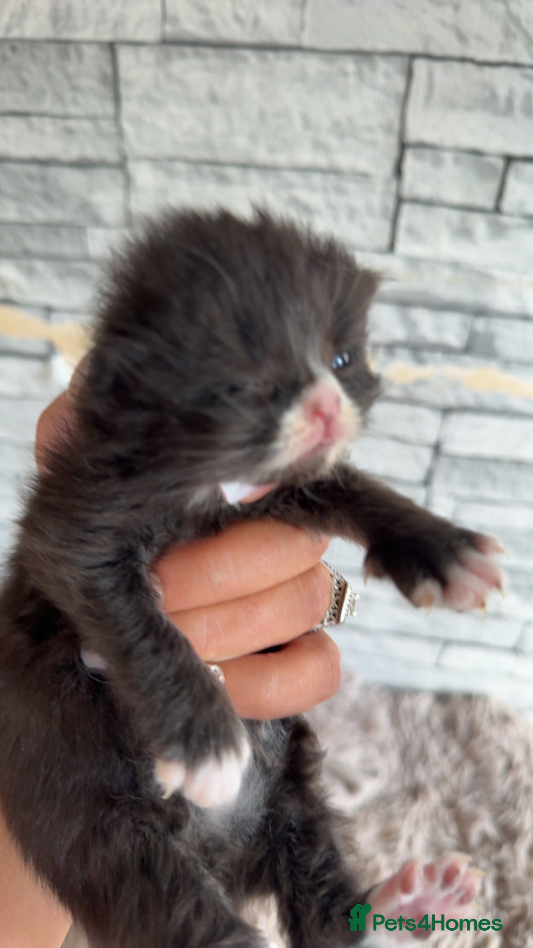 Persian cats for sale: Persian x - Image 14