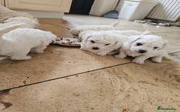 Bichon Frise dogs for sale: Bicho frize  - Image 1