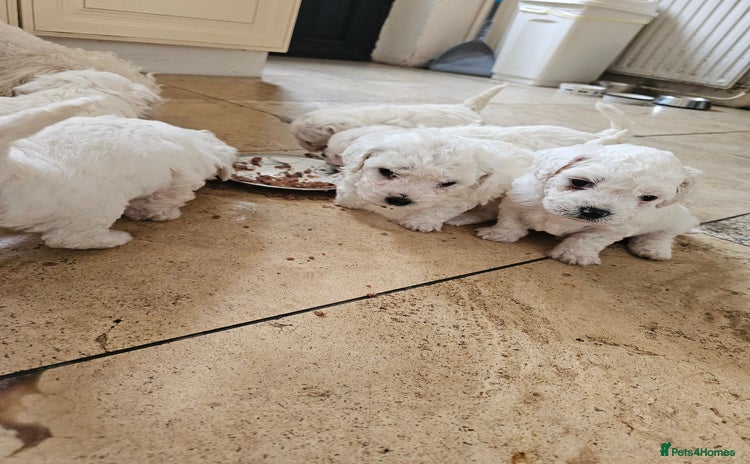 Bichon Frise dogs - Advert 1