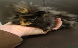 Guinea Pig rodents for sale: Long haired Peruvian-cross baby boys - Image 17