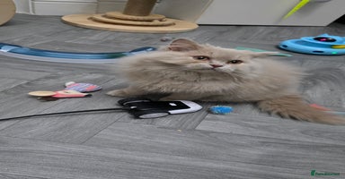 British Longhair cats - Advert 15