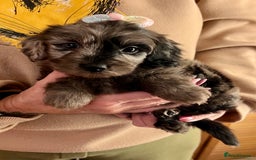 Cavapoo dogs for sale: TOY Fluffy Cavapoo’s From Health Tested Parents - Image 12