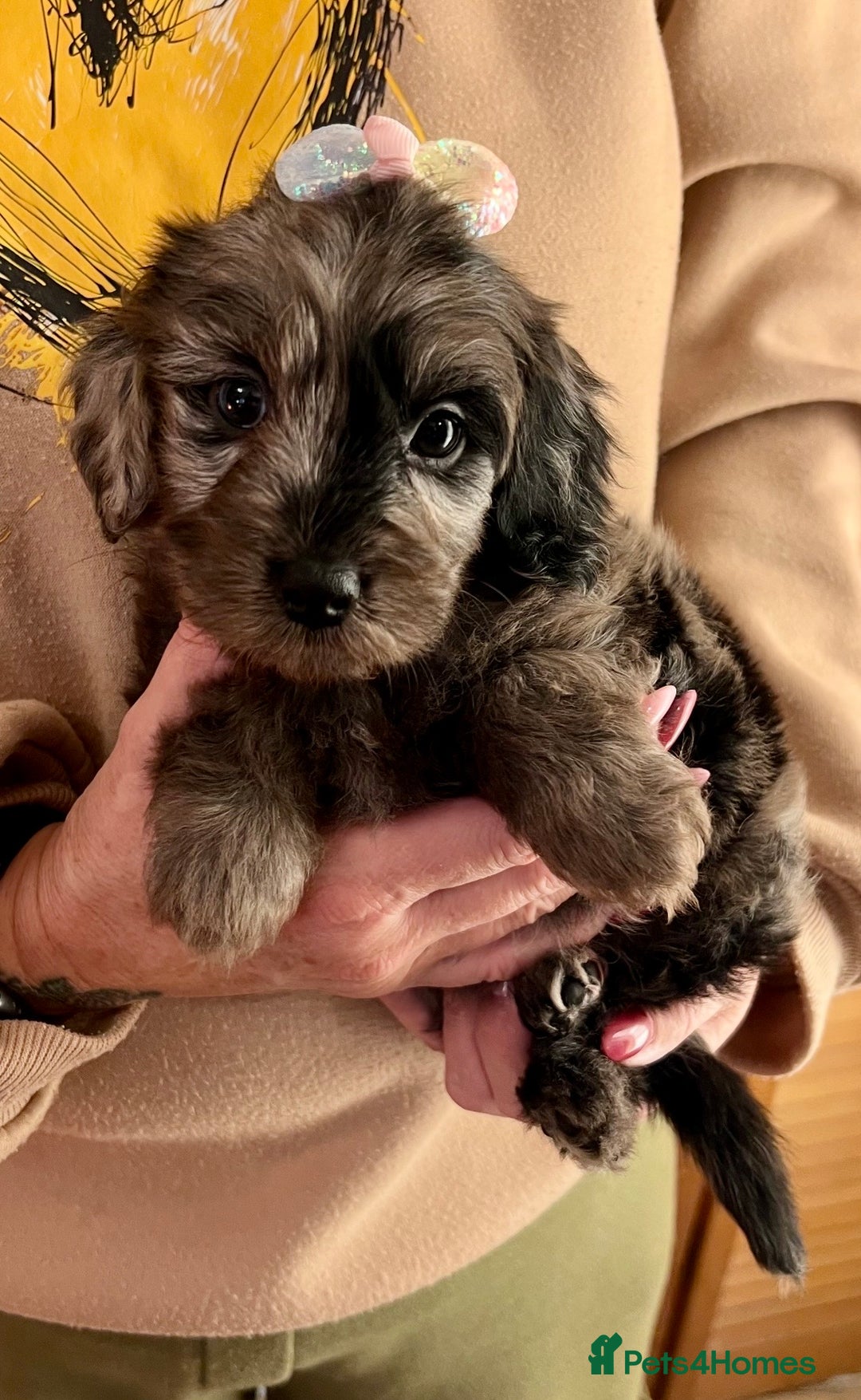 Cavapoo dogs for sale: TOY Fluffy Cavapoo’s From Health Tested Parents - Image 12