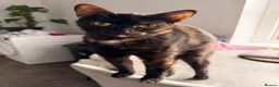 British Shorthair cats for sale: One male black cat and one female tortoise shell  - Advert 5