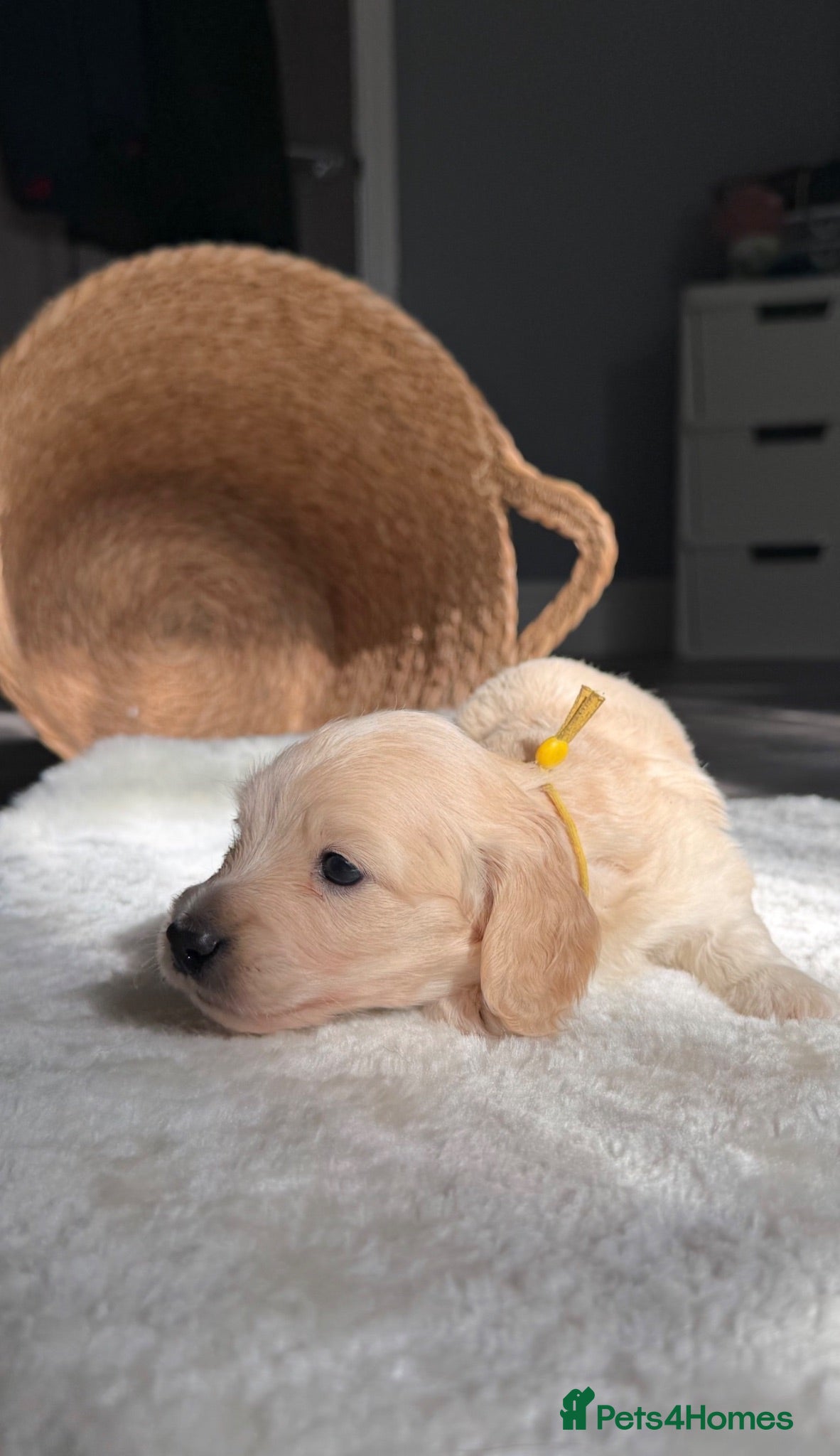 Miniature Dachshund dogs KC Registered Cream Miniature Dachshund Puppies🐶 - Advert 2