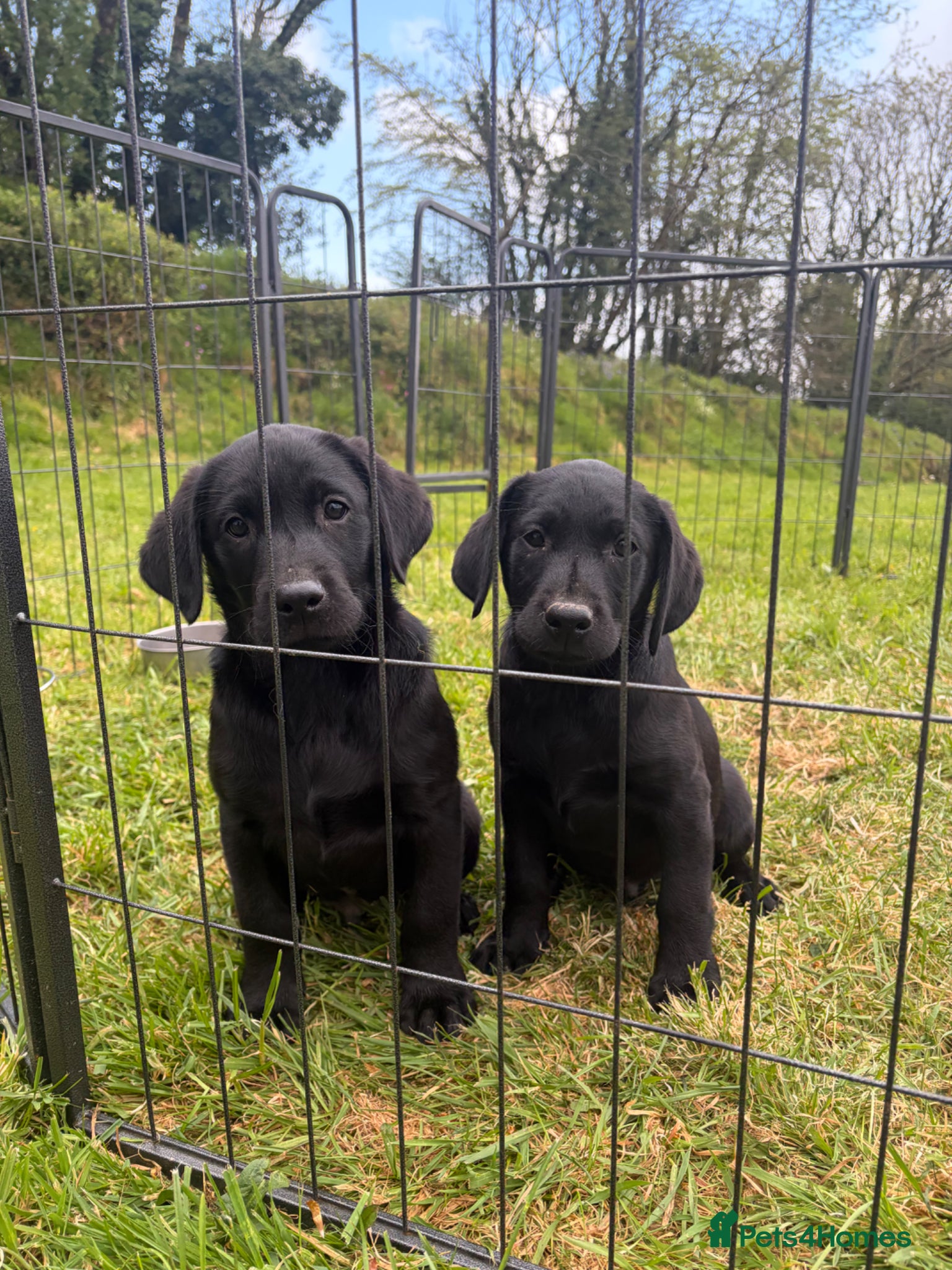 Labrador Retriever dogs 2 boys left Kc registered Labrador puppies   - Advert 19