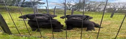 Labrador Retriever dogs for sale: 2 boys left Kc registered Labrador puppies   - Advert 1