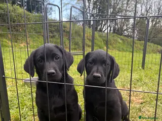 Labrador Retriever dogs 2 boys left Kc registered Labrador puppies - Advert 19