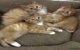 Mixed Breed cats for sale: GORGEOUS SIBERIAN X KITTENS  - Image 8