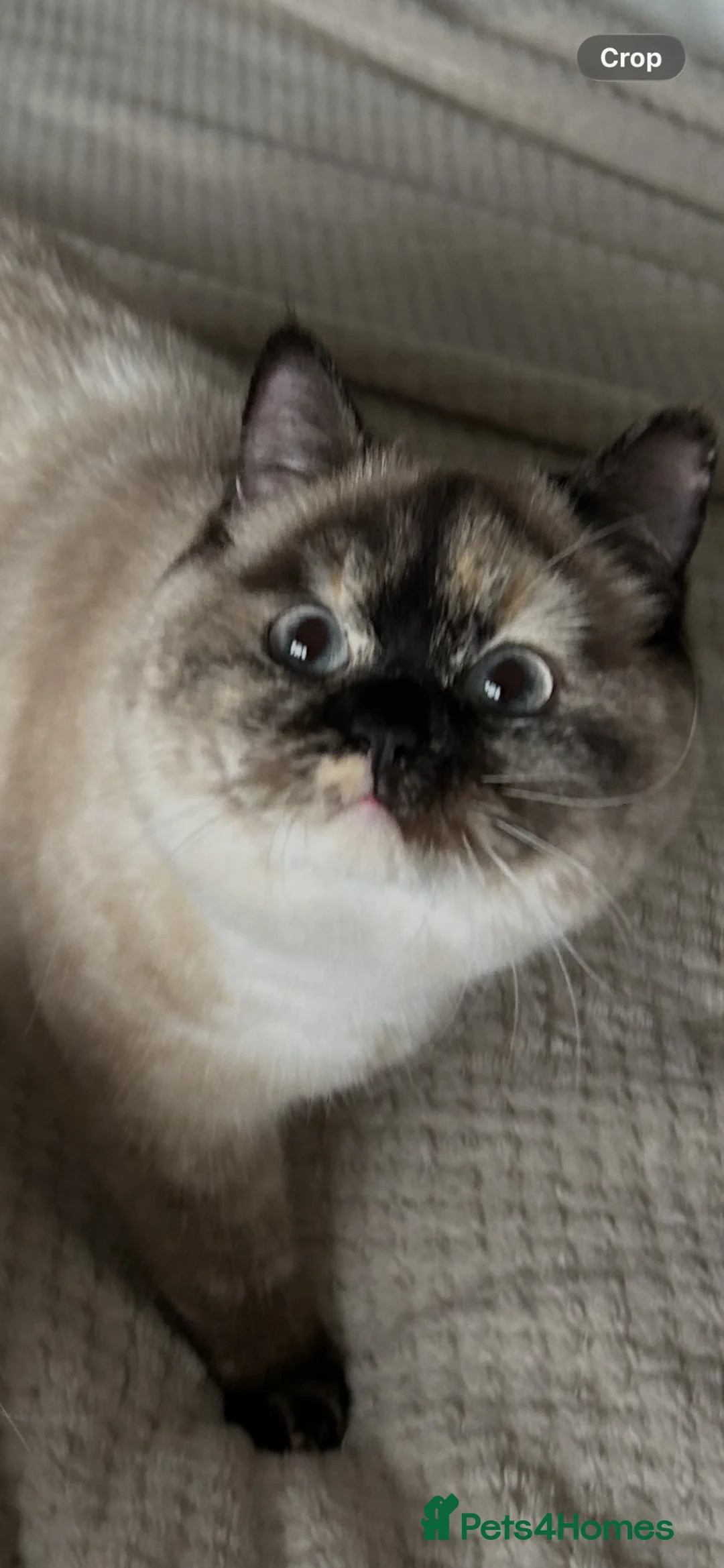 British Shorthair cats for sale: Beautiful Tortie Colourpoint Female URGENT REHOME  - Advert 5