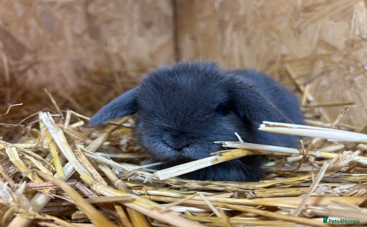 Mini Lop rabbits in Taunton - Advert 7