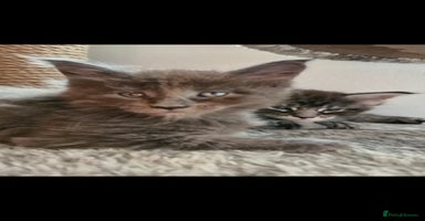 Maine Coon cats - Advert 15