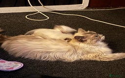 Ragdoll cats for sale: Ragdoll kittens  - Image 25